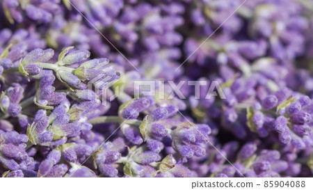 Retro art, vintage card and botanical concept - Abstract floral background, purple lavender flower. Macro flowers backdrop for holiday brand design Retro art, vintage card and botanical concept - Abstract floral background, purple lavender flower. Macro flowers backdrop for holiday brand design 85904088