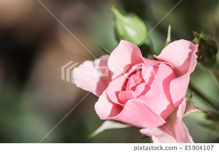 Soft pink rose Bonica with buds in the garden. Perfect for background of greeting cards for birthday, Valentine's Day and Mother's Day Soft pink rose Bonica with buds in the garden. Perfect for background of greeting cards for birthday, Valentine's Day and Mother's Day 85904107
