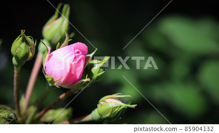 Soft pink rose and buds on dark background. Perfect for greeting cards for birthday, Valentine's Day and Mother's Day3 Soft pink rose and buds on dark background. Perfect for greeting cards for birthday, Valentine's Day and Mother's Day3 85904132