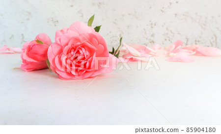 Pink roses and petals on white background. Perfect for background greeting cards and invitations of the wedding, birthday, Valentine's Day, Mother's Day. 85904180