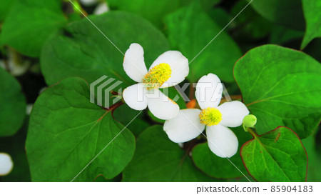 Houttuynia flower landscape 85904183