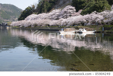 A row of cherry blossom trees and a fisherman's boat reflected in Lake Biwa 85904249