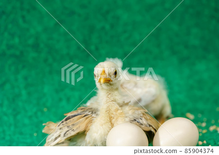 The yellow chicks and egg The yellow chicks and egg 85904374