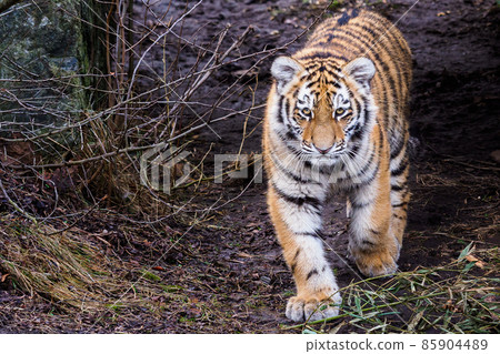 Cute siberian tiger cub, Panthera tigris altaica Cute siberian tiger cub, Panthera tigris altaica 85904489