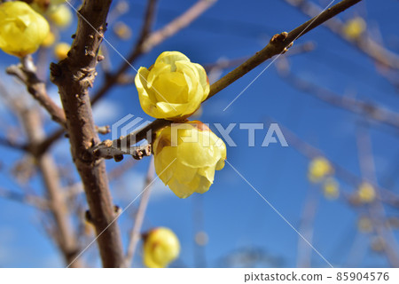 日本五香粉，冬花，冬意，大寒意 85904576