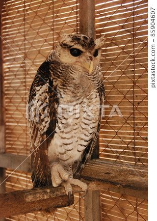 Owl (Turtle Island / Bali / Indonesia) Owl (Turtle Island / Bali / Indonesia) 85904607