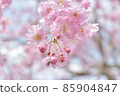 氣氛柔和的櫻花 85904847