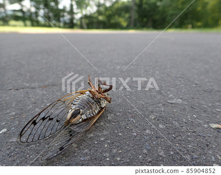 Cicada carcass at the end of summer 85904852