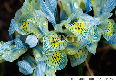 Katharine Hodgkin iris flowers in dew. Shallow depth of field. Katharine Hodgkin iris flowers in dew. Shallow depth of field. 85905069