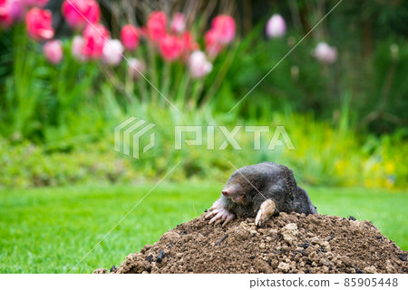 Mole animal - Talpa Europaea, causing damage as a pest in the garden with its mole hills and underground tunnels Mole animal - Talpa Europaea, causing damage as a pest in the garden with its mole hills and underground tunnels 85905448