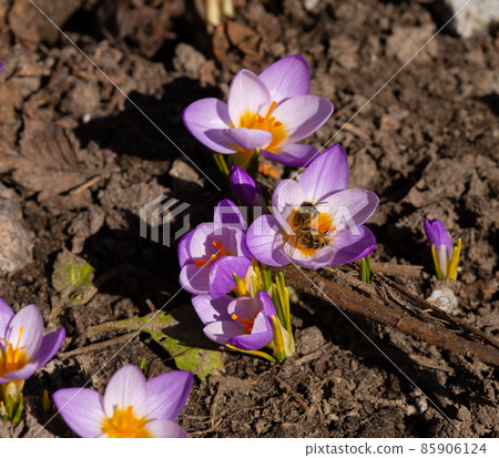 A bee collecting nectar on purple crocus flowers. A bee collecting nectar on purple crocus flowers. 85906124