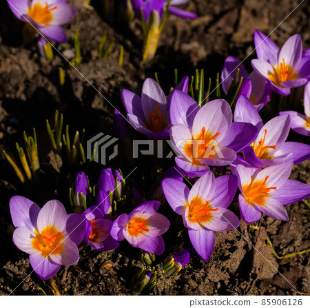 Purple crocus early spring flowers and sprouts on brown ground. 85906126