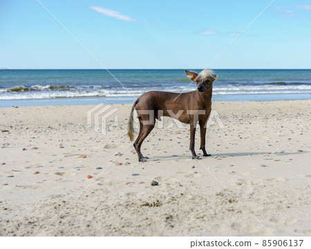 A pet dog on a sea shore. Pedigree dog Xoloitzkuintli or Mexican Crested Dog. A pet dog on a sea shore. Pedigree dog Xoloitzkuintli or Mexican Crested Dog. 85906137
