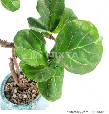 Ficus Rilata Bambino Ficus Rilata Bambino 85906855