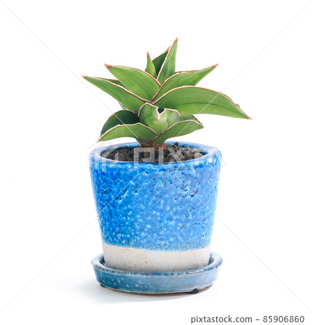 Ornamental plant, potted plant of Sansevieria samurai dwarf [white background] 85906860