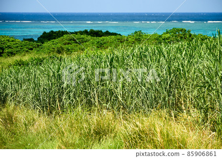 Superb view of sugar cane fields and the sea on Ishigaki Island Superb view of sugar cane fields and the sea on Ishigaki Island 85906861