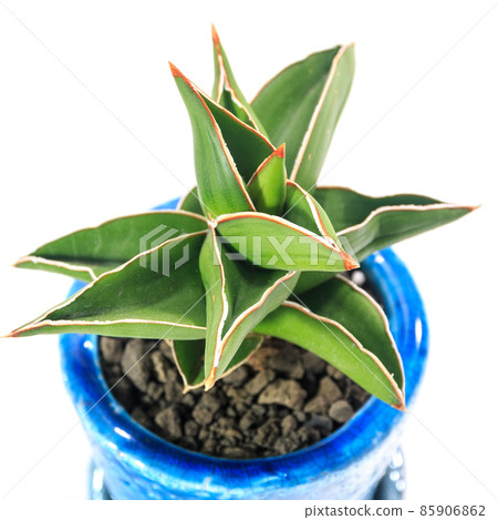 Ornamental plant, leaves of Sansevieria samurai dwarf [white background] 85906862
