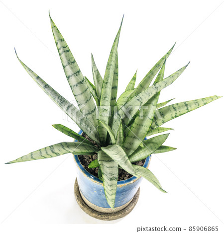 觀賞植物，虎尾蘭銀公主的葉子 [白色背景] 85906865