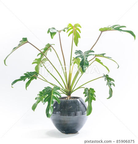 Potted foliage plant, Philodendron Kukkabara [white background] 85906875