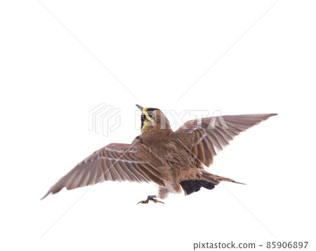 horned lark ( Eremophila alpestris) spread wings isolated on white background 85906897