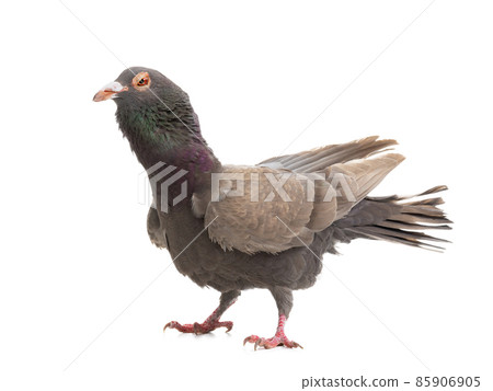 dove dragon isolated on white background 85906905