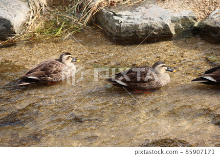 鴨 85907171