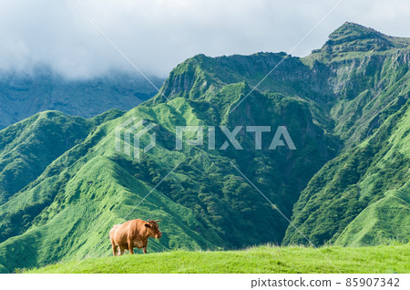 Aso red cow and mountains 85907342