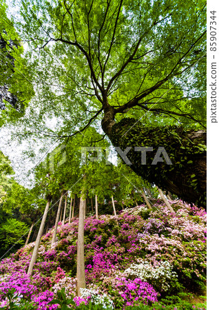 Kaede and azalea temple scenery in full bloom 85907344