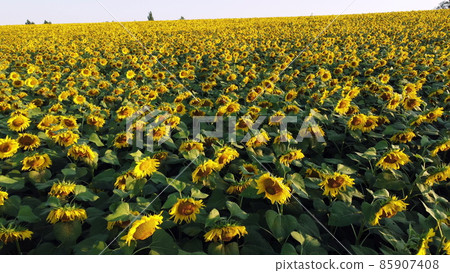 Aerial drone view flight over ver field with ripe sunflower heads Aerial drone view flight over ver field with ripe sunflower heads 85907408