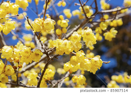 Hodosan Japanese allspice garden West Roubai garden 85907514