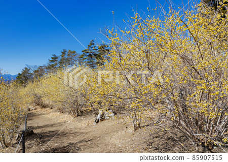 Hodosan Japanese allspice garden West Roubai garden 85907515