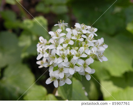 Watercress Watercress 85907761
