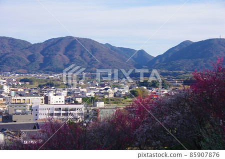 Hirota Umebayashi Fureai Park and Hirota District, Awaji Island, Hyogo Prefecture 85907876