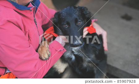 Black purebred dog in the arms of a woman. 85907928