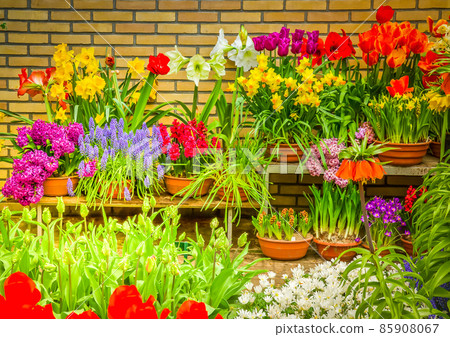 colorful flower shop 85908067