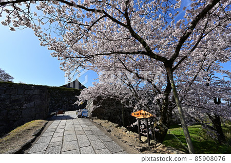 Sakura of Sasayama castle Sakura of Sasayama castle 85908076