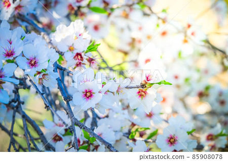 almond tree bloom almond tree bloom 85908078
