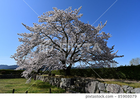 Sakura of Sasayama castle 85908079