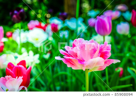 Tulips garden flowerbed 85908094