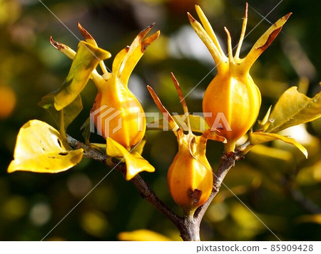 Three gardenia fruits in the winter sunshine Three gardenia fruits in the winter sunshine 85909428