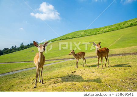 Nara Mt. Wakakusa and deer 85909541