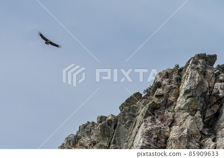 Griffon vulture, Gyps fulvus in Monfrague National Park. Extremadura, Spain Griffon vulture, Gyps fulvus in Monfrague National Park. Extremadura, Spain 85909633