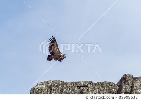 Griffon vulture, Gyps fulvus in Monfrague National Park. Extremadura, Spain Griffon vulture, Gyps fulvus in Monfrague National Park. Extremadura, Spain 85909638