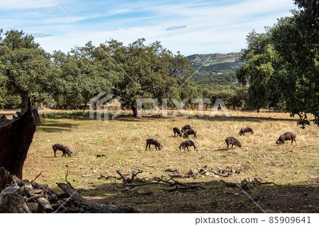 Iberian pigs, Pata Negra grazing in Extremadura landscape near Calera de Leon in Spain Iberian pigs, Pata Negra grazing in Extremadura landscape near Calera de Leon in Spain 85909641