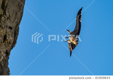 Griffon vultures, Gyps fulvus flying around the Serrania de Cuenca at Una, Spain. 85909645