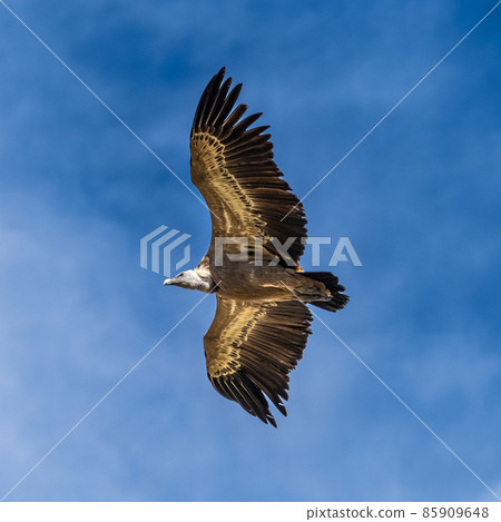 Griffon vultures, Gyps fulvus flying around the Serrania de Cuenca at Una, Spain. 85909648