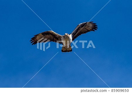Griffon vultures, Gyps fulvus flying around the Serrania de Cuenca at Una, Spain. 85909650