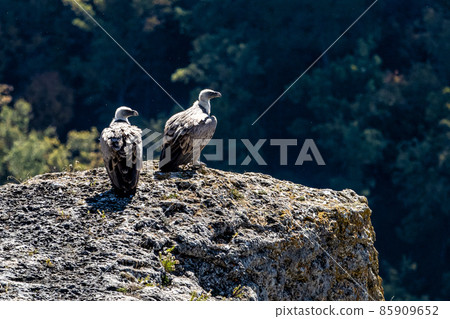 Griffon vultures, Gyps fulvus sitting at a rock in the Serrania de Cuenca at Una, Spain. 85909652