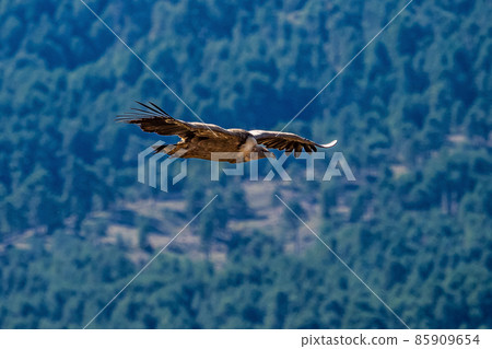 Griffon vultures, Gyps fulvus flying around the Serrania de Cuenca at Una, Spain. 85909654