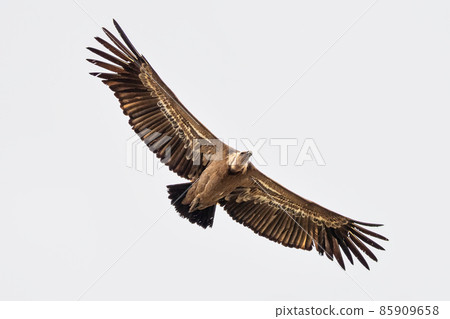 Griffon vulture, Gyps fulvus in Monfrague National Park. Extremadura, Spain 85909658